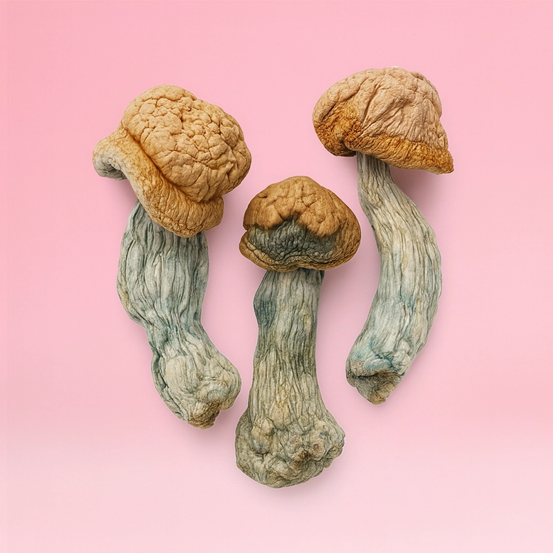 Penis Envy